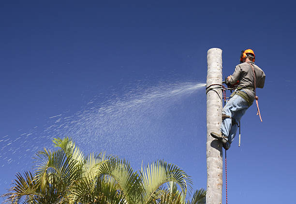 Best Tree Risk Assessment  in Shady Spring, WV