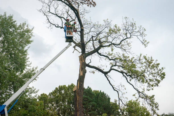 Trusted Shady Spring, WV Tree Care Experts