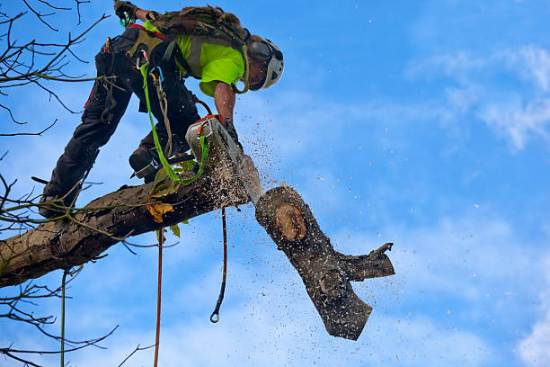 Best Lawn Pest Prevention  in Shady Spring, WV