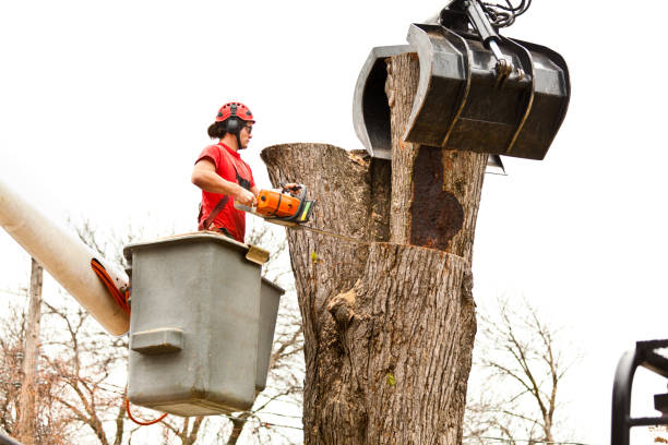 Best Stump Grinding and Removal  in Shady Spring, WV